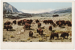 A herd of buffalo near Fort Yellowstone